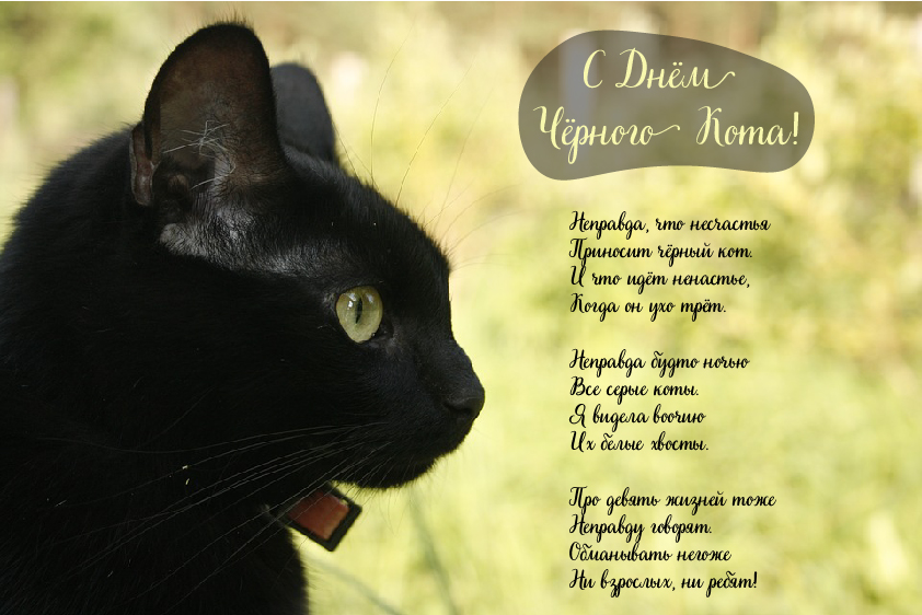 Открытки Открытки с поздравлениями ко Дню чёрного кота. С Днём чёрного кота! Открытки с поздравлениями ко Дню чёрного кота. С Днём чёрного кота! Красивые открытки смотреть онлайн бесплатно. Поздравления на День Чёрного кота. Чёрный кот праздник.