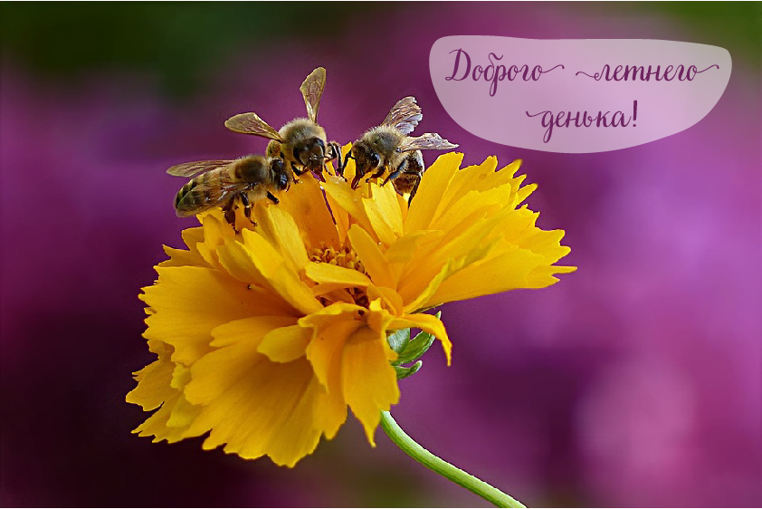 Открытки на лето. Пожелания хороших летних дней. Летние открытки.