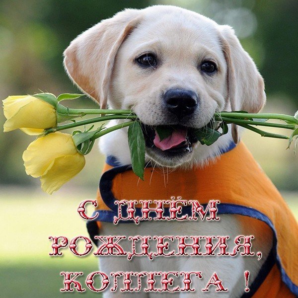 Открытки с поздравлением на День Рождения коллеге. Открытки коллеге.