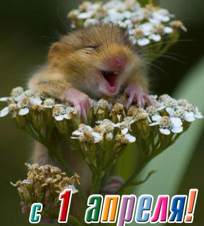 Открытки ко Дню смеха, Дню дурака. Открытки на 1 апреля. Смех