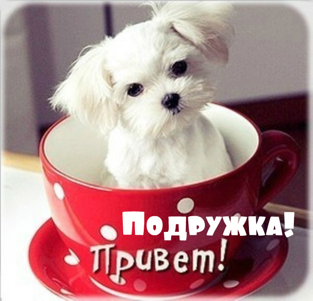 Открытки с приветствием друзей. Открытки для друга и подруги.