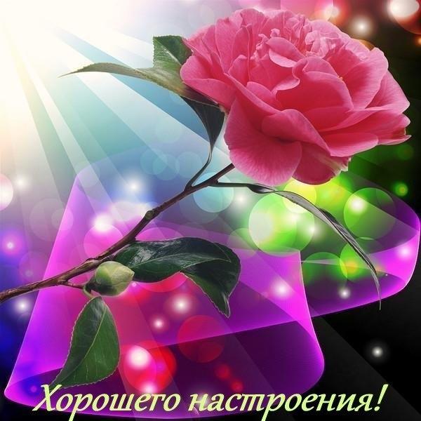 Открытки с цветами для хорошего настроения. Открытки для женщин.