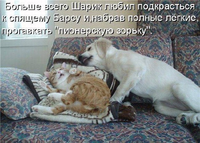 Открытки с животными. Прикольные открытки с животными. Юмор и животные.