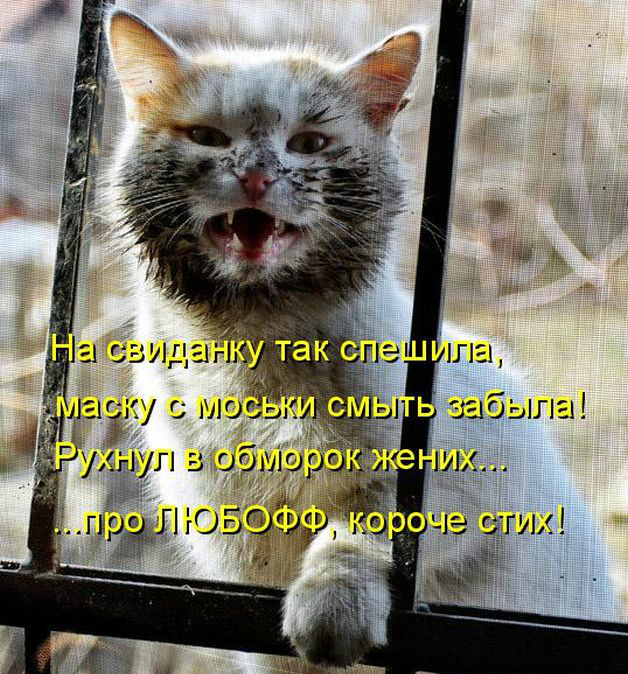 Открытки с животными. Прикольные открытки с животными. Юмор и животные.