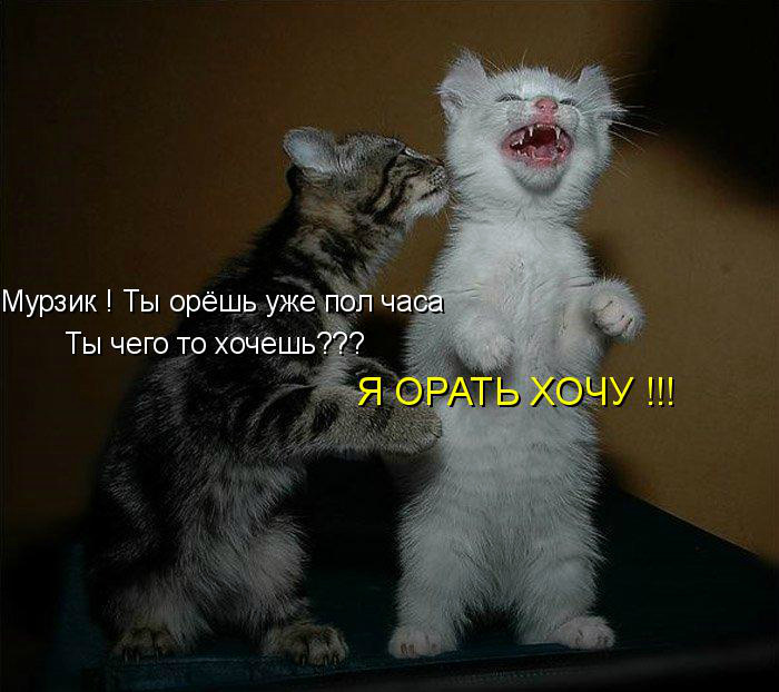 Открытки с животными. Прикольные открытки с животными. Юмор и животные.