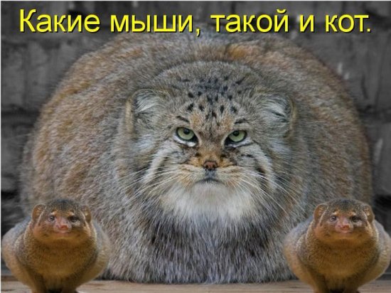 Открытки с животными. Прикольные открытки с животными. Юмор и животные.