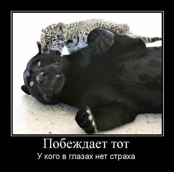 Открытки демотиваторы. Прикольные открытки в демотиваторах. 