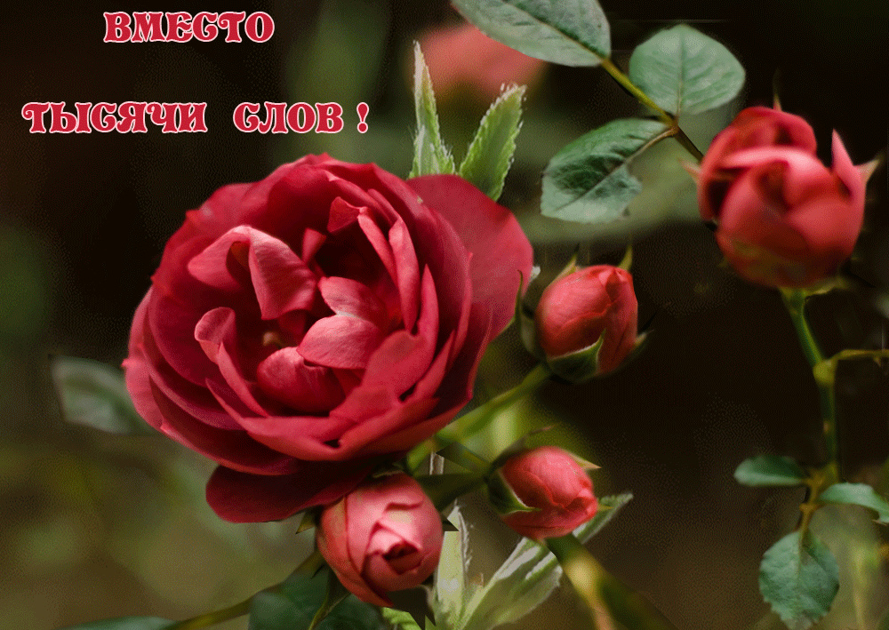 Открытки с цветами и надписью - вместо 1000 слов. Открытки для женщин.