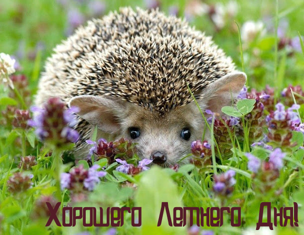 Открытки на лето. Пожелания хороших летних дней. Летние открытки.