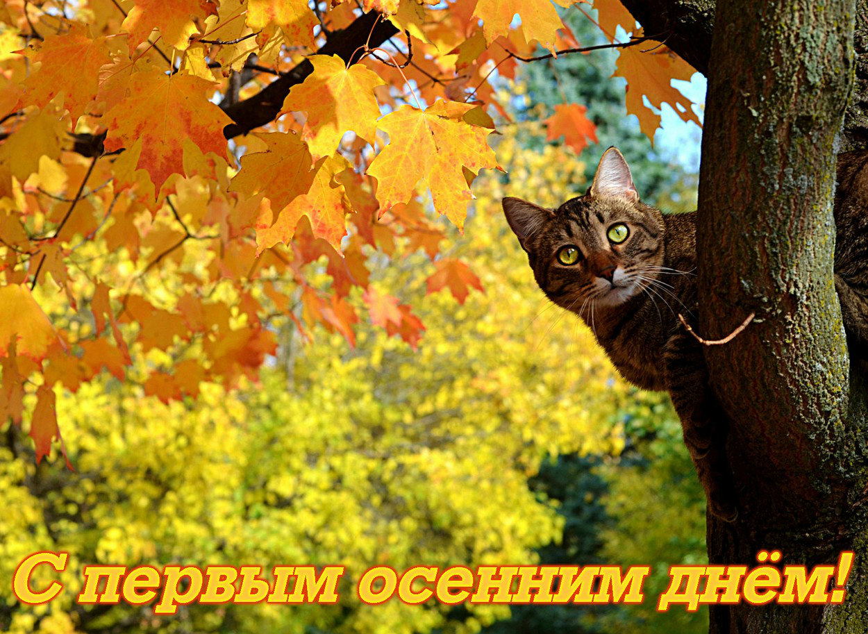 Открытки с поздравлениями с началом осени. Начало осени открытки.