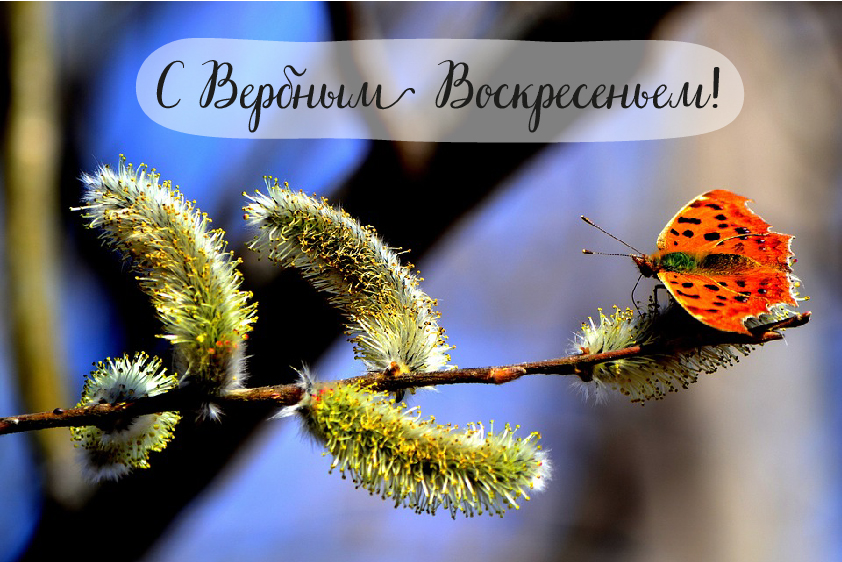 Открытки Открытки с поздравлениями на Вербное Воскресенье. С Вербным Воскресеньем! Открытки с поздравлениями на Вербное Воскресенье. С Вербным Воскресеньем! Красивые открытки смотреть онлайн бесплатно. Поздравления на Вербное Воскресенье. Верба.