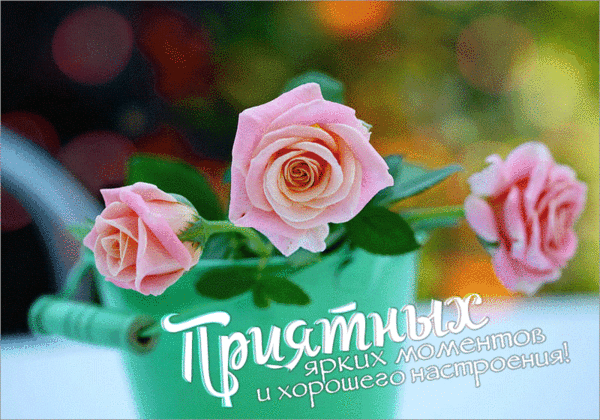 Открытки с цветами для хорошего настроения. Порадовать открыткой.