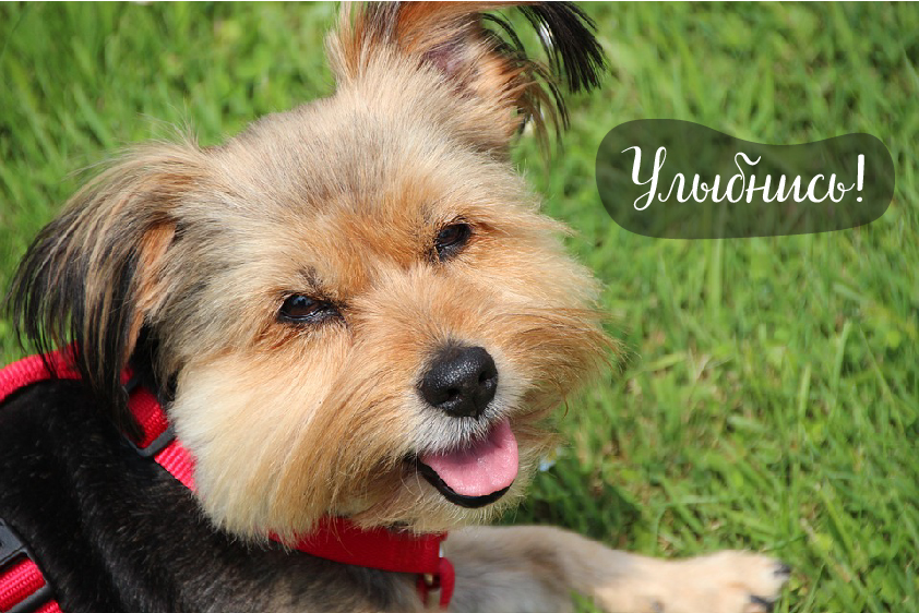 Открытки Открытки для улыбки. Пожелания хорошего настроения и улыбок. Открытки для улыбки. Пожелания хорошего настроения и улыбок. Красивые открытки смотреть онлайн бесплатно. Пожелания улыбок для родных и близких. Улыбнись миру!!