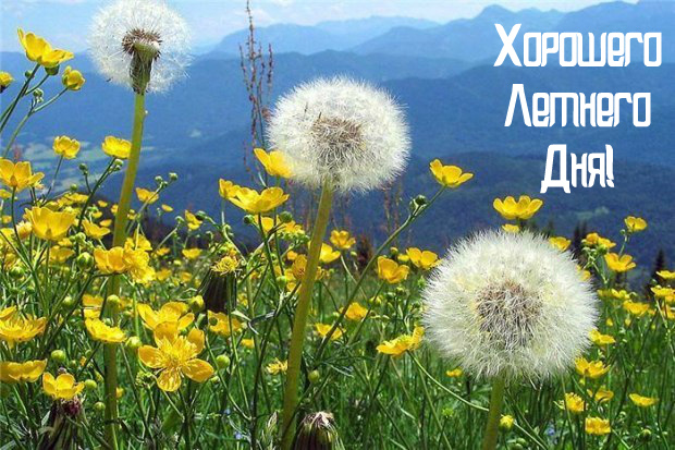 Открытки на лето. Пожелания хороших летних дней. Летние открытки.