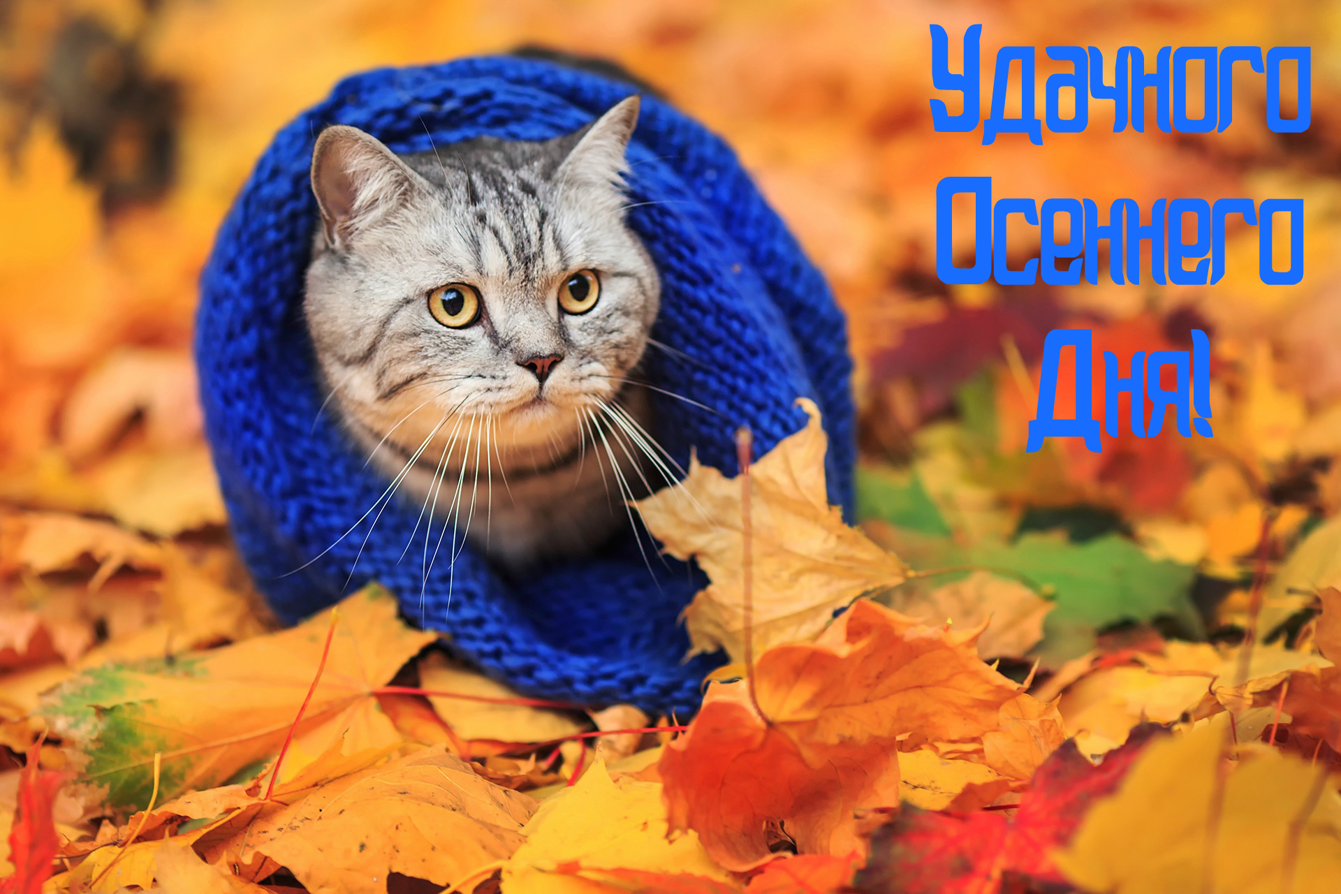 Открытки Открытки на осень. Осенние открытки. С осенью поздравления.  Открытки на осень. Осенние открытки. С осенью поздравления. Красивые открытки смотреть онлайн бесплатно. Хорошего осеннего дня и осеннего утра. Осенние открытки для близких.