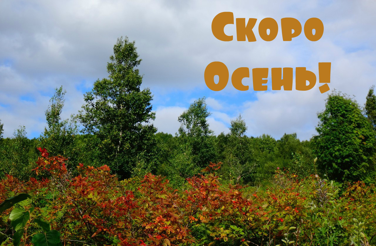 Открытки Открытки в преддверии осени. Скоро осень поздравления. Осень близко. Открытки в преддверии осени. Скоро осень поздравления. Осень близко. Красивые открытки смотреть онлайн бесплатно. Скоро осень открытки в преддверии осени. Осень.