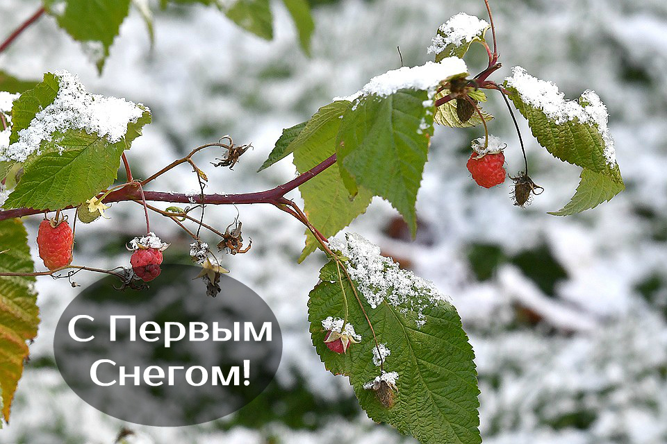 Открытки Открытки к первому снегу. Поздравления с первым выпавшим снегом. Открытки к первому снегу. Поздравления с первым выпавшим снегом. Красивые открытки смотреть онлайн бесплатно. Первый снег поздравления для родных и близких. С первым снегом!