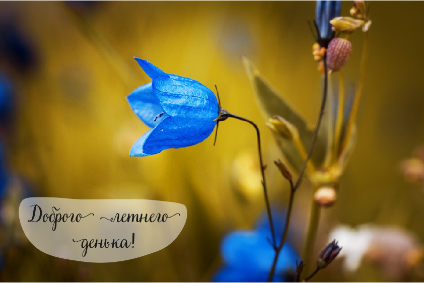 Открытки на лето. Пожелания хороших летних дней. Летние открытки.
