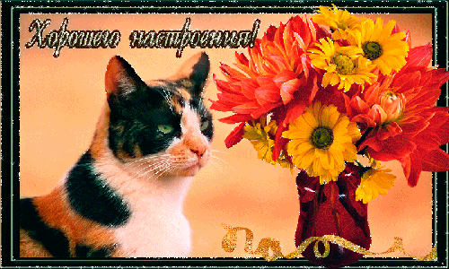 Открытки с цветами для хорошего настроения. Порадовать открыткой.