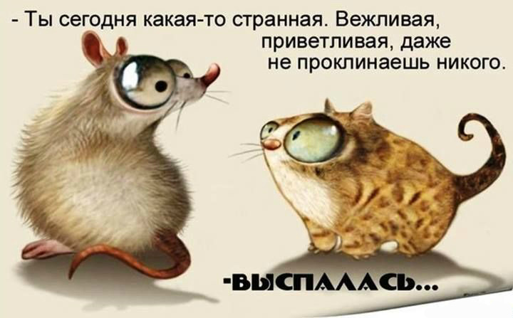 Открытки с животными. Прикольные открытки с животными. Юмор и животные.