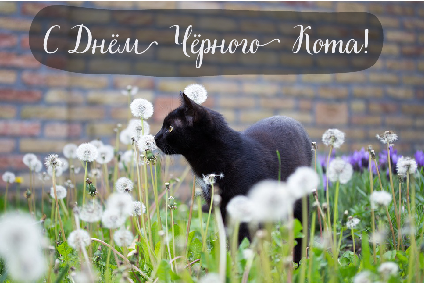 Открытки Открытки с поздравлениями ко Дню чёрного кота. С Днём чёрного кота! Открытки с поздравлениями ко Дню чёрного кота. С Днём чёрного кота! Красивые открытки смотреть онлайн бесплатно. Поздравления на День Чёрного кота. Чёрный кот праздник.