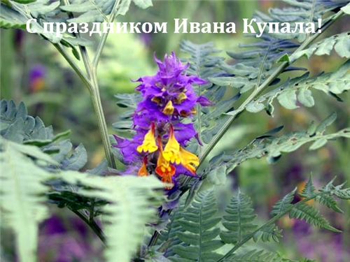 Открытки с поздравлениями ко Дню Ивана Купала. С Днём Ивана Купала!