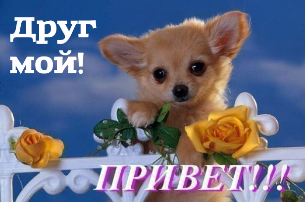 Открытки с приветствием друзей. Открытки для друга и подруги.