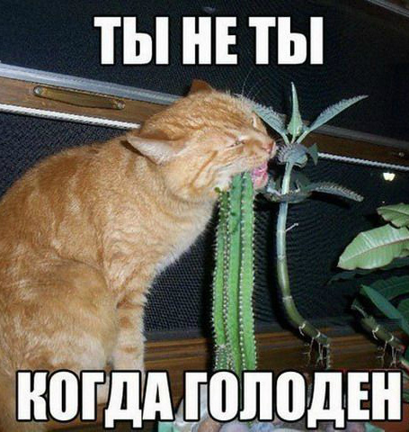 Открытки с животными. Прикольные открытки с животными. Юмор и животные.