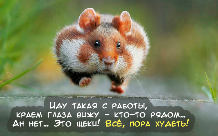 Открытки с животными. Прикольные открытки с животными. Юмор и животные.