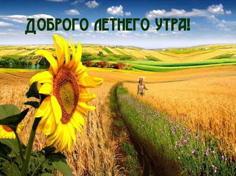 Открытки на лето. Пожелания хороших летних дней. Летние открытки.