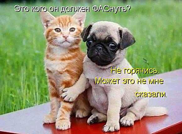 Открытки с животными. Прикольные открытки с животными. Юмор и животные.