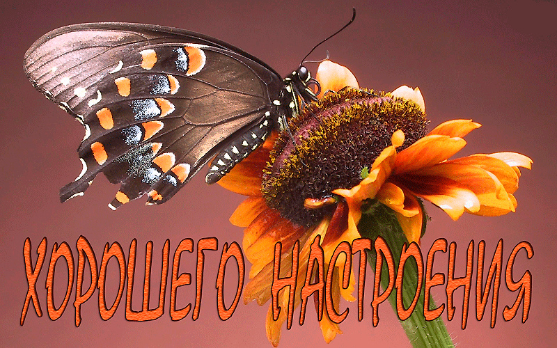 Открытки с цветами для хорошего настроения. Порадовать открыткой.