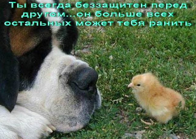 Открытки с животными. Прикольные открытки с животными. Юмор и животные.