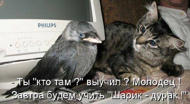 Открытки с животными. Прикольные открытки с животными. Юмор и животные.