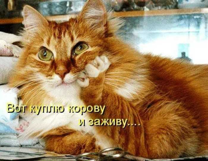 Открытки с животными. Прикольные открытки с животными. Юмор и животные.