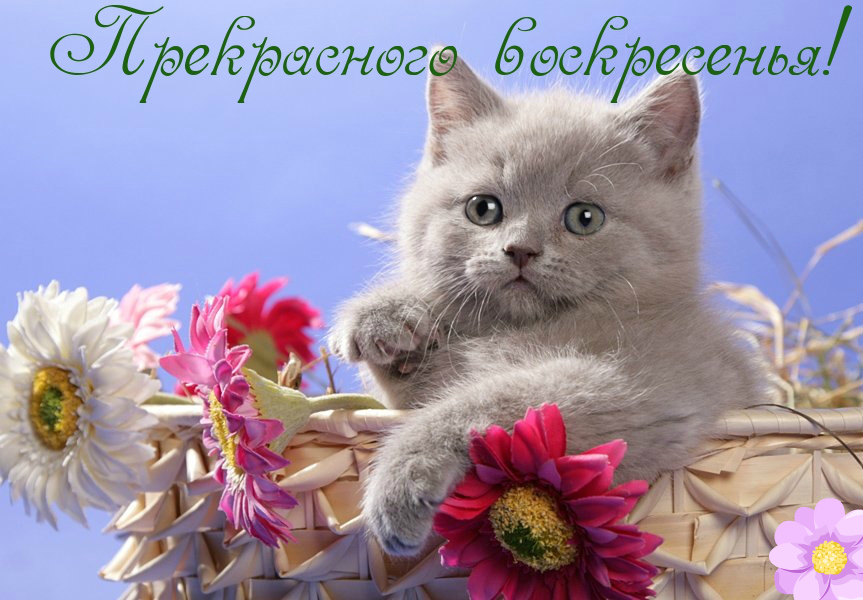 Открытки с пожеланием удачного воскресенья. Открытки на воскресенье.