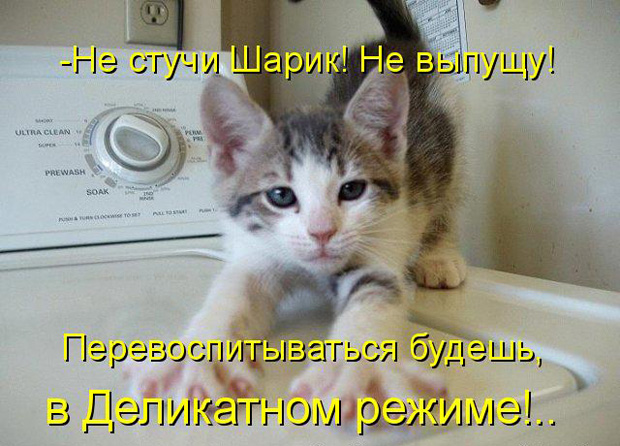 Открытки с животными. Прикольные открытки с животными. Юмор и животные.