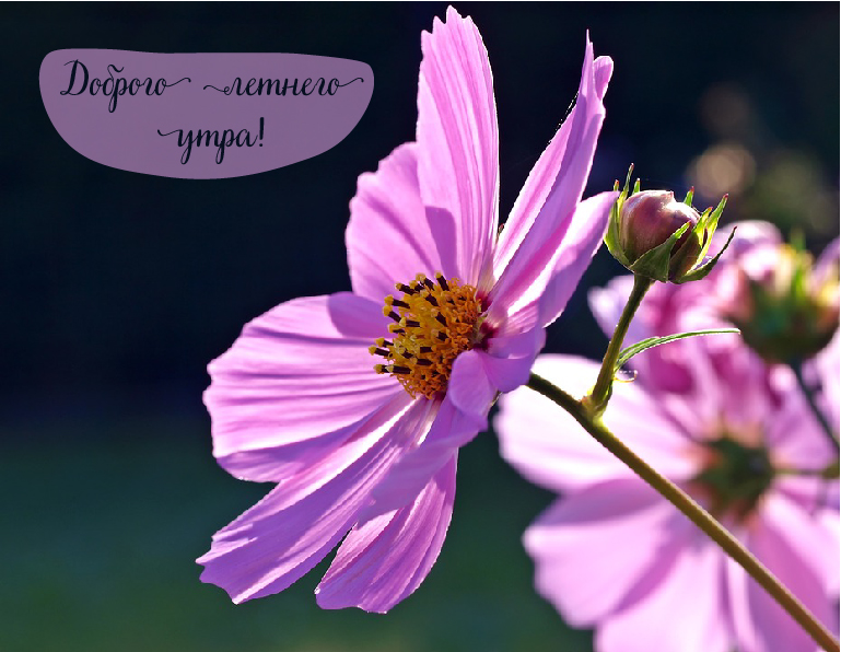 Открытки на лето. Пожелания хороших летних дней. Летние открытки.