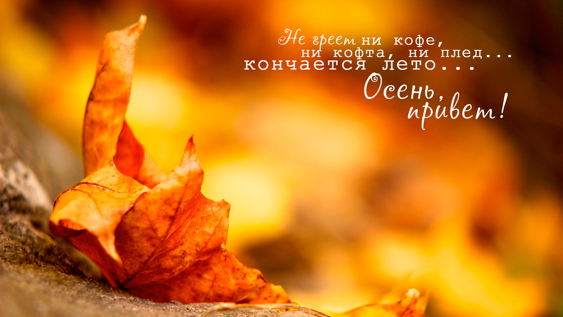 Открытки Открытки на осень. Осенние открытки. С осенью поздравления.  Открытки на осень. Осенние открытки. С осенью поздравления. Красивые открытки смотреть онлайн бесплатно. Хорошего осеннего дня и осеннего утра. Осенние открытки для близких.