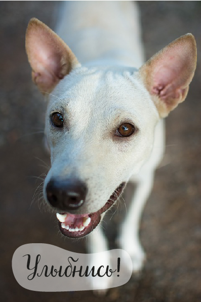 Открытки Открытки для улыбки. Пожелания хорошего настроения и улыбок. Открытки для улыбки. Пожелания хорошего настроения и улыбок. Красивые открытки смотреть онлайн бесплатно. Пожелания улыбок для родных и близких. Улыбнись миру!!