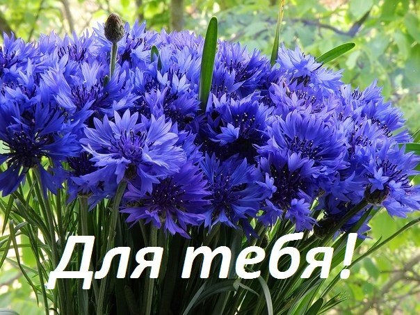 Красивые открытки с цветами с надписью - для тебя. Цветы для тебя.