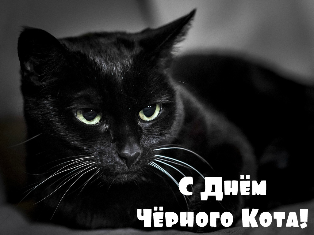 Открытки Открытки с поздравлениями ко Дню чёрного кота. С Днём чёрного кота! Открытки с поздравлениями ко Дню чёрного кота. С Днём чёрного кота! Красивые открытки смотреть онлайн бесплатно. Поздравления на День Чёрного кота. Чёрный кот праздник.