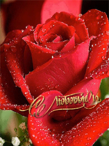 Открытки с цветами с надписью - С любовью! Цветы с любовью, открытки для женщин.