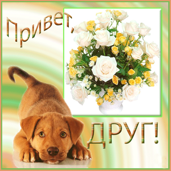 Привет друзья картинки