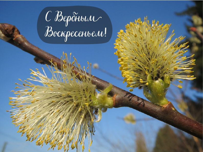 Открытки Открытки с поздравлениями на Вербное Воскресенье. С Вербным Воскресеньем! Открытки с поздравлениями на Вербное Воскресенье. С Вербным Воскресеньем! Красивые открытки смотреть онлайн бесплатно. Поздравления на Вербное Воскресенье. Верба.