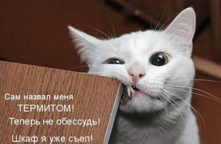 Открытки с животными. Прикольные открытки с животными. Юмор и животные.