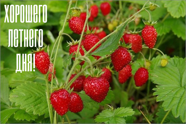 Открытки на лето. Пожелания хороших летних дней. Летние открытки.