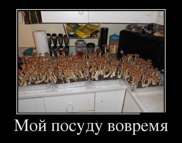 Открытки демотиваторы. Прикольные открытки в демотиваторах. 