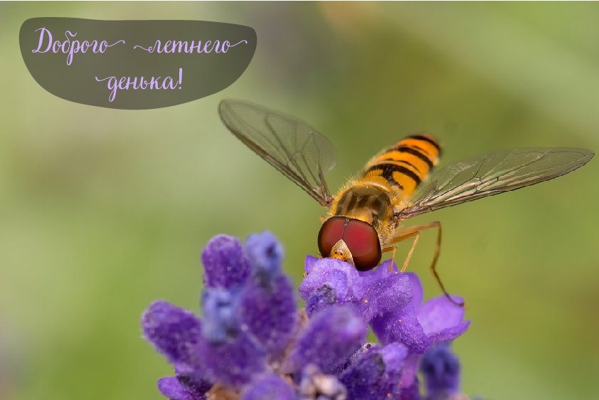 Открытки на лето. Пожелания хороших летних дней. Летние открытки.