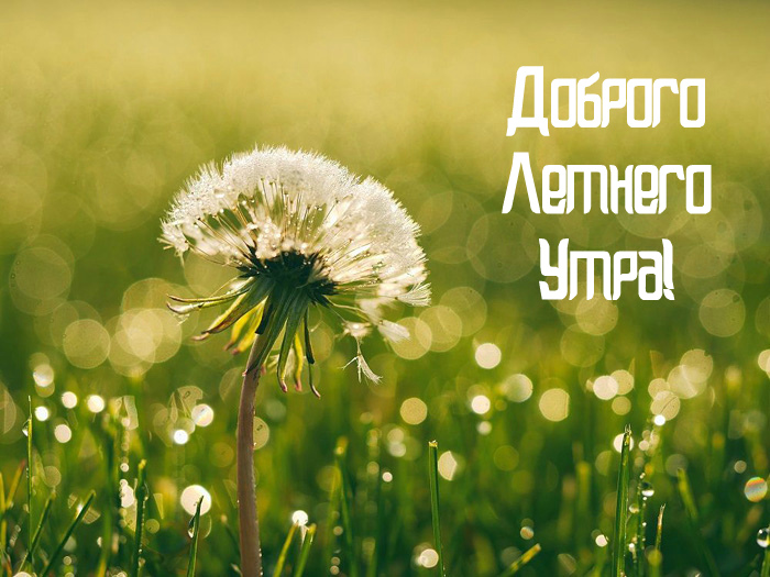 Открытки на лето. Пожелания хороших летних дней. Летние открытки.